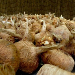 bulbi-zafferano